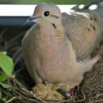 Top 10 Dove Hunting Tips Top 10 Dove Hunting Tips for successful wingshooting