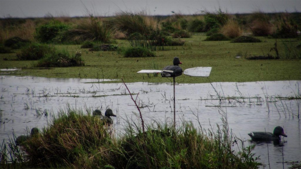 Argentina wigeon hunting