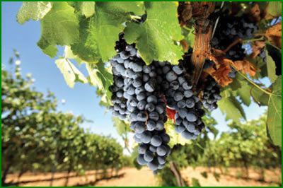 food and wine pairings from Argentine sommeliers Bonarda wine