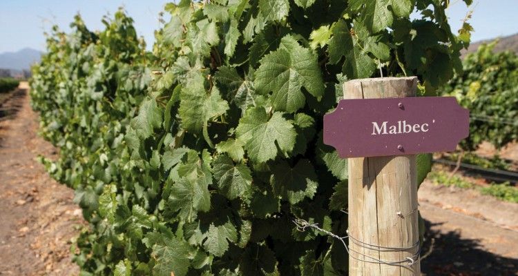 food and wine pairings from Argentine sommeliers Malbec wine