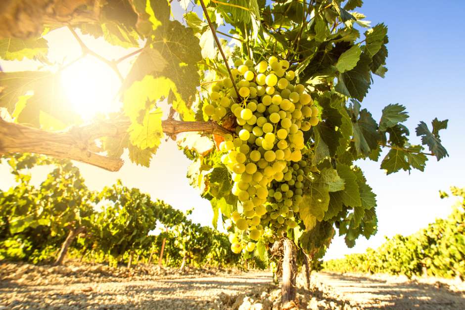 food and wine pairings from Argentine sommeliers Torrontes wine