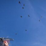 C&C Outfitters - Dove Hunting Tips