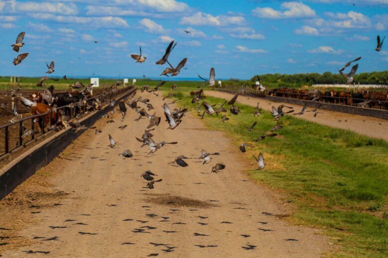 Pigeons and Daves of Argentina